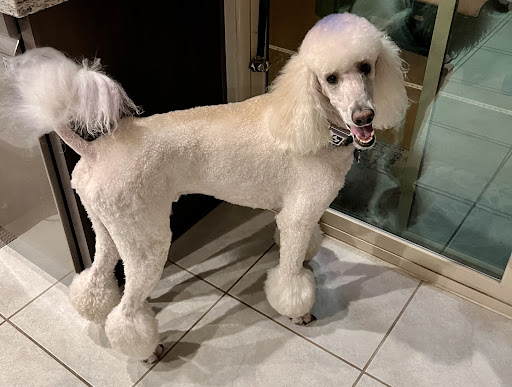 Desert Doggies Grooming - Image 1