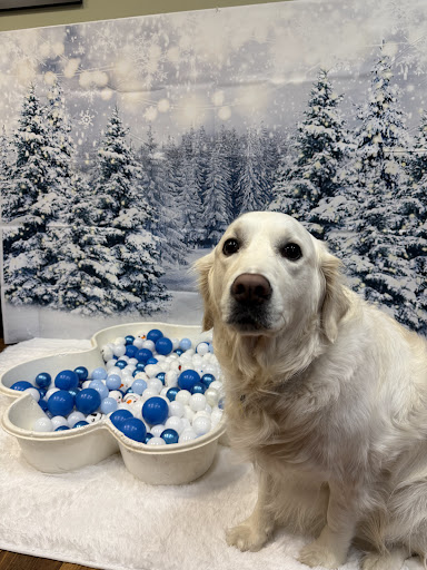 Camp Bow Wow - Image 1