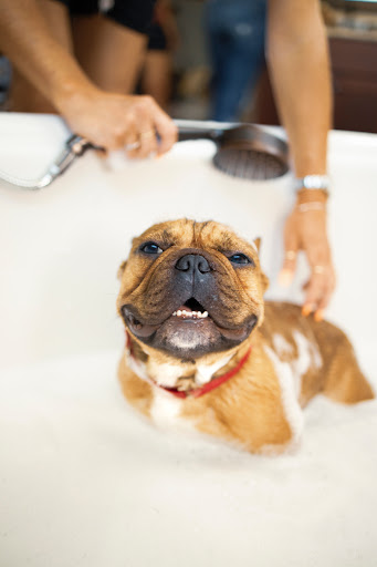 Special Touch Pet Salon - Image 1