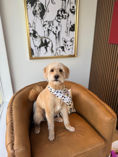 ST Dog Pet Salon - Image 1