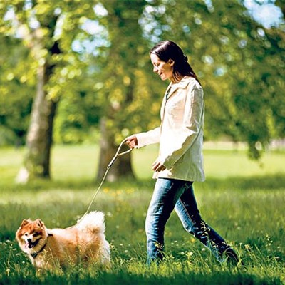 Boston Dog Company - Image 1