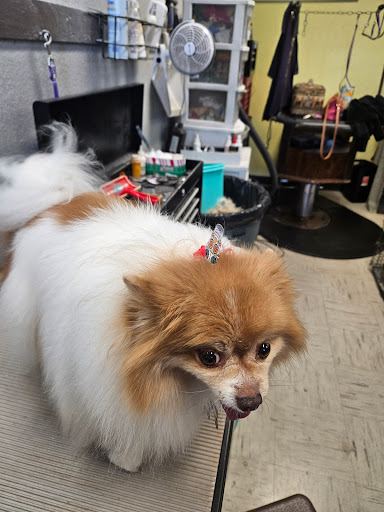A Doggie's Delight - Image 1