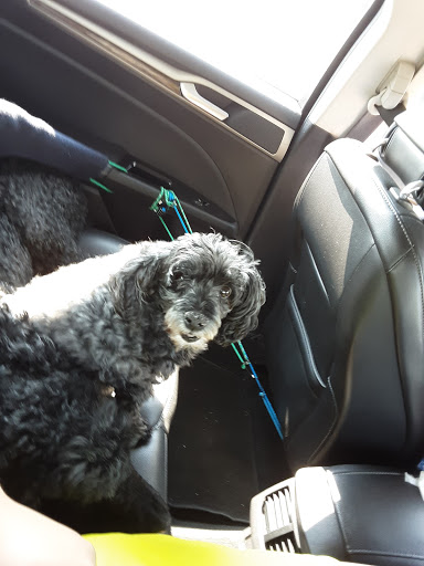 Snip-N-Clip Dog Grooming - Image 1