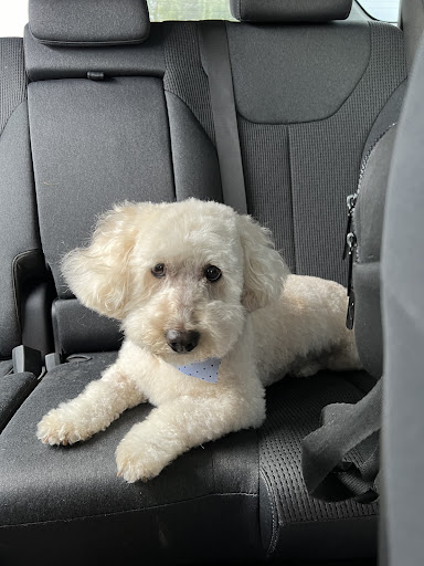 dog grooming - Image 1