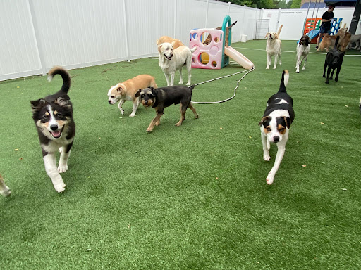 4 Legged Friends Pet Lodging and Daycare - Image 1