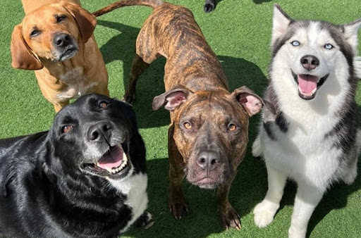 Canine To Five - Image 1