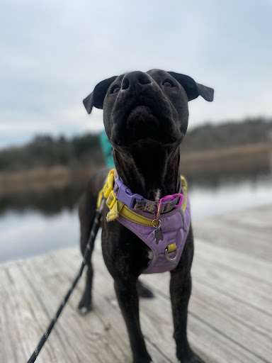 Lady and the Leash - Image 1