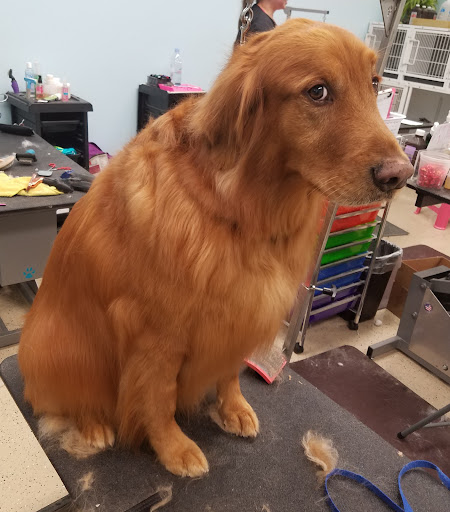Lazy Dog Grooming - Image 1