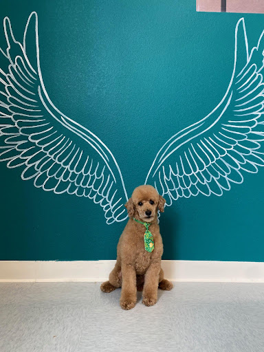 Desert Pet Spa - Image 1