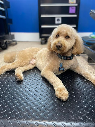 Shiny Coats Pet Grooming - Image 1