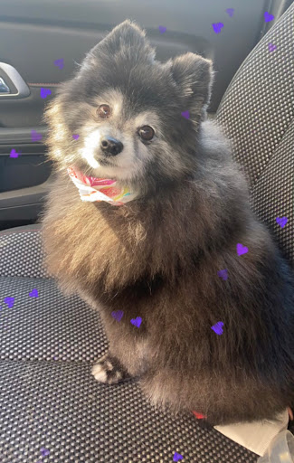 Pet Spa Grooming - Image 1
