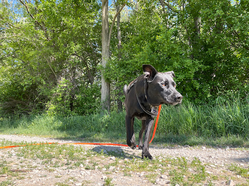 Jan's Pet Grooming - Image 1
