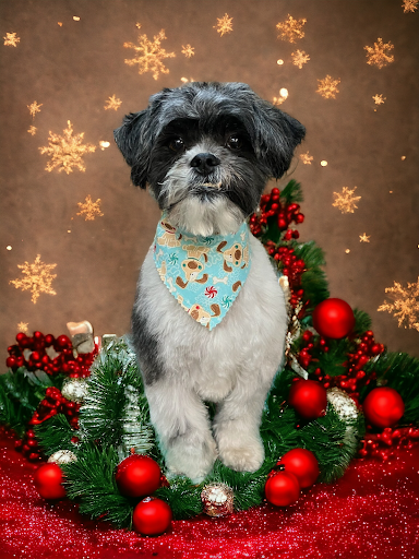 The Polished Paw, Inc - Image 1