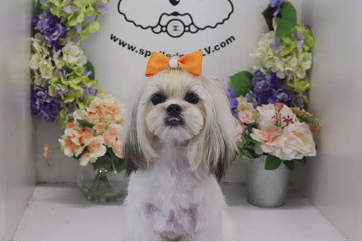 Spoiled Pup LV - Dog Grooming - Puppies for Sale - Image 1