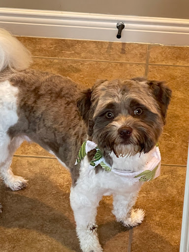 Canine Divine Professional Dog Grooming - Image 1