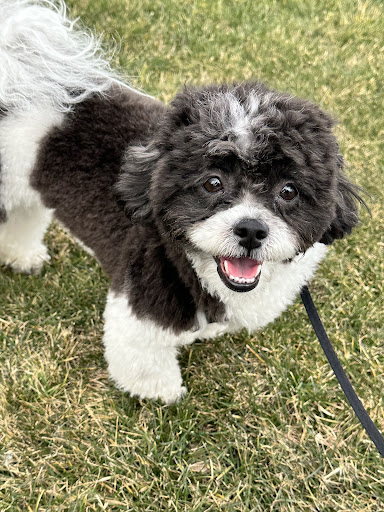 Clawson Paws Pet Grooming - Image 1