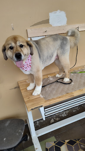 Lakeside Pet Salon - Image 1