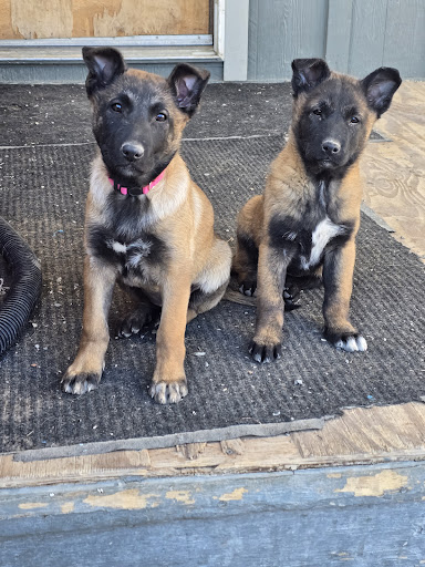 K9 Avengers LLC - Image 1