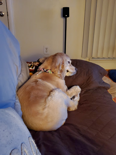 Dog-Gone Beautiful - Image 1