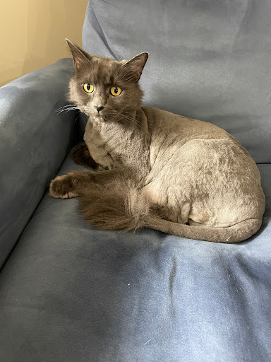 House Call Cat Grooming & Spa L.L.C. - Image 1