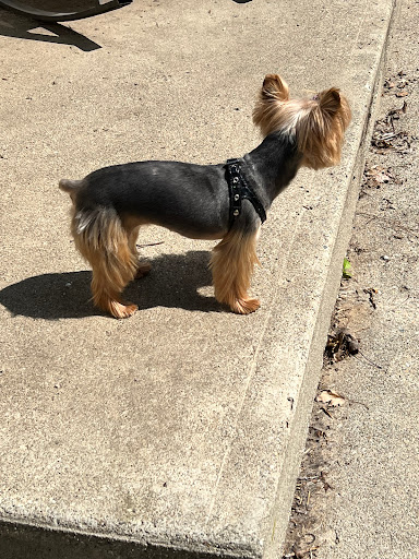 Emmy's Pampered Pooch - Image 1