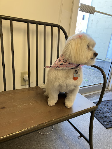 Nonie's Pet Grooming - Image 1