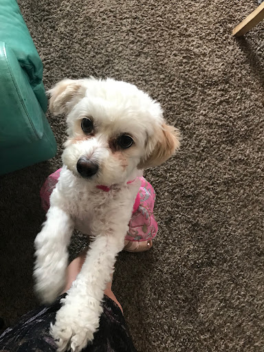 The Paw Spa Pet Salon & Boutique - Image 1