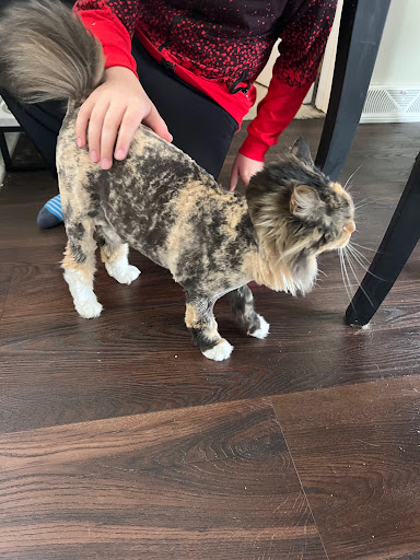 Grooming Corner - Image 1