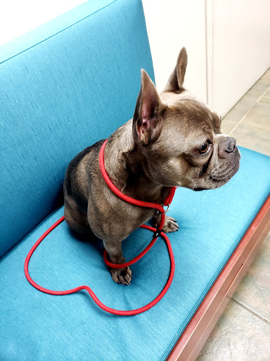 VCA Hualapai Animal Hospital - Image 1