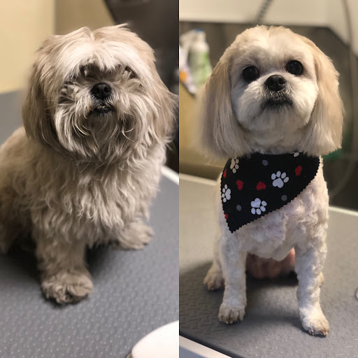 Majestic Mutts - Image 1
