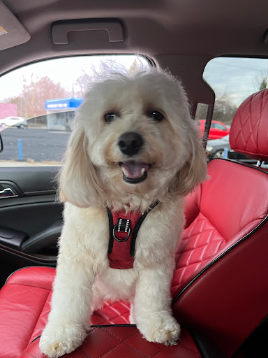 Exclusive Pet Grooming - Image 1